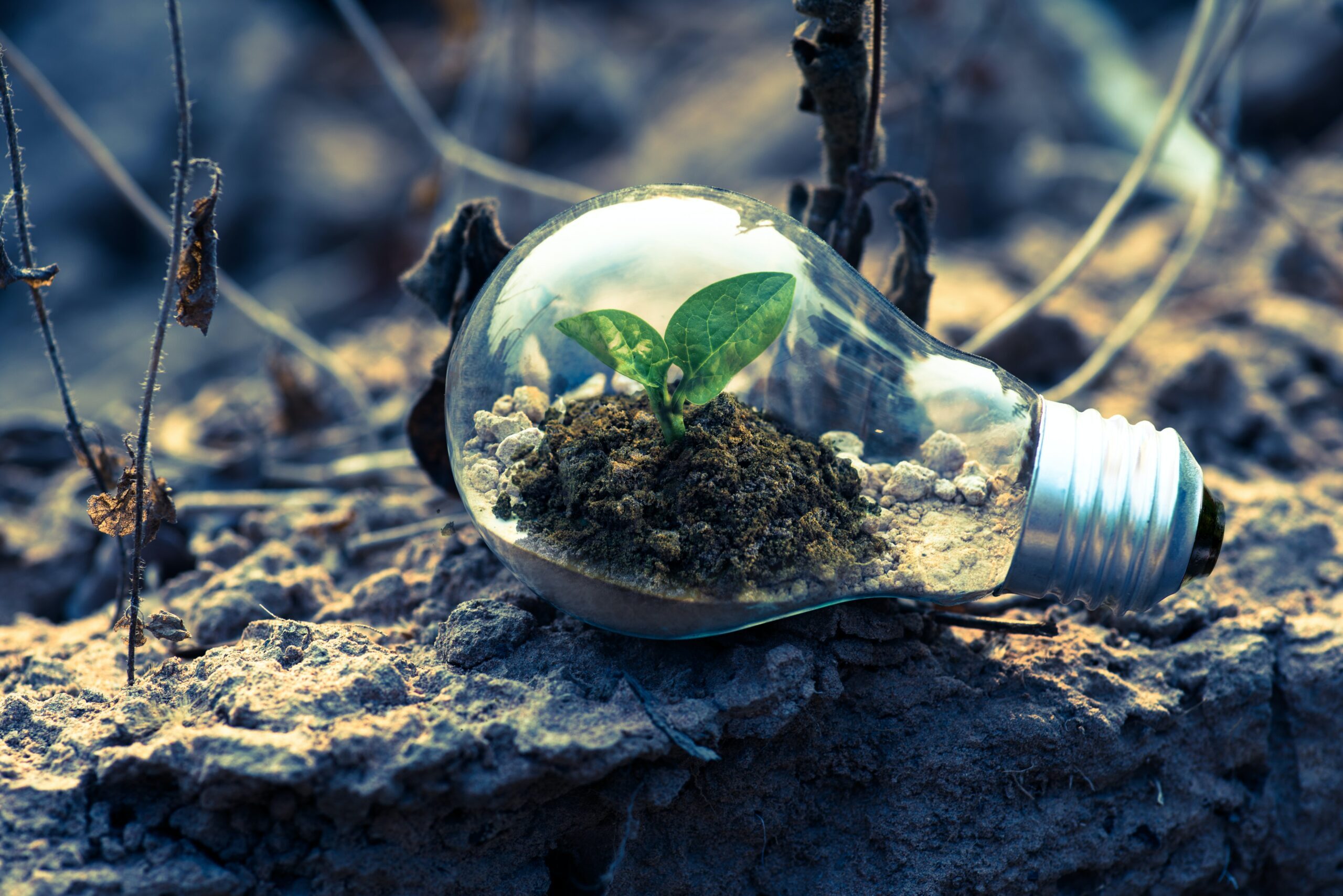 Light bulb with a green flower shoot to represent growth and innovation