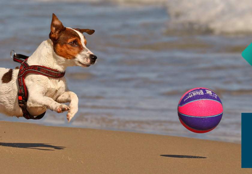 Pet Business Insurance image.PNG File (1)