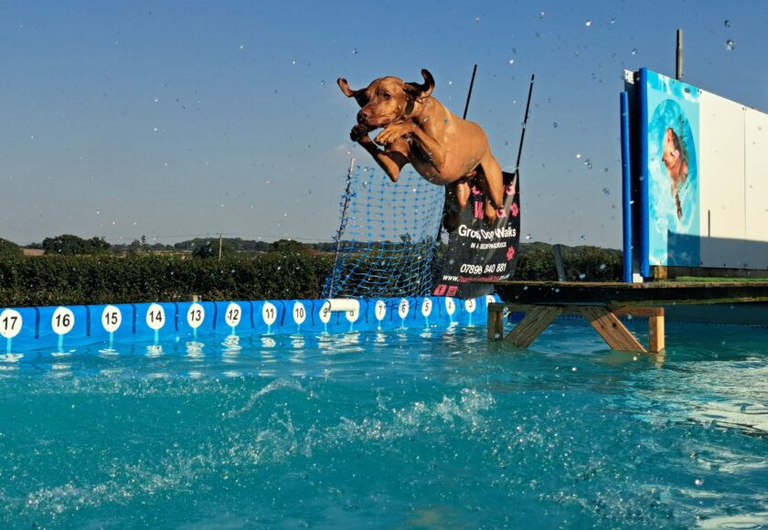 Dog diving into a dog friendly swimming pool