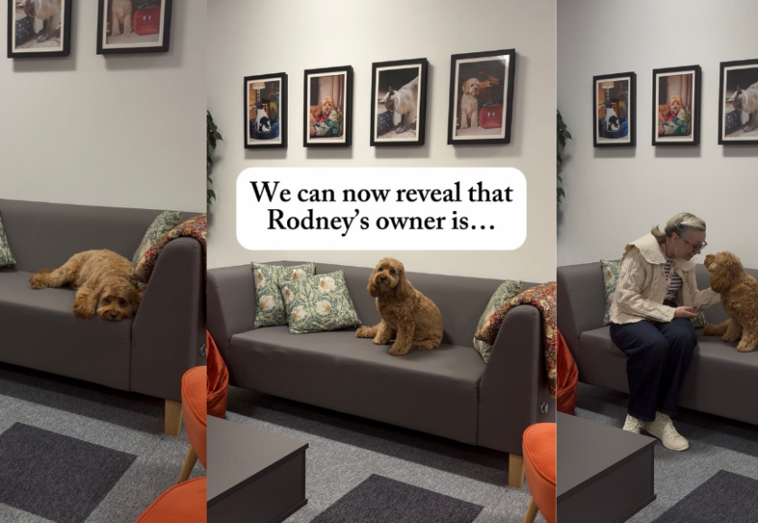 Rodney the office dog sitting with the Rosewood Pet Products digital marketing team.