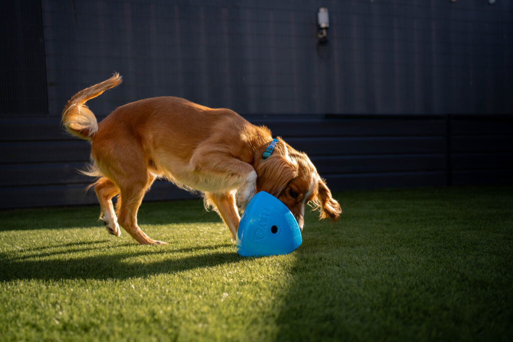 A labrador playing in the agrden with the PLay9 Roolo
